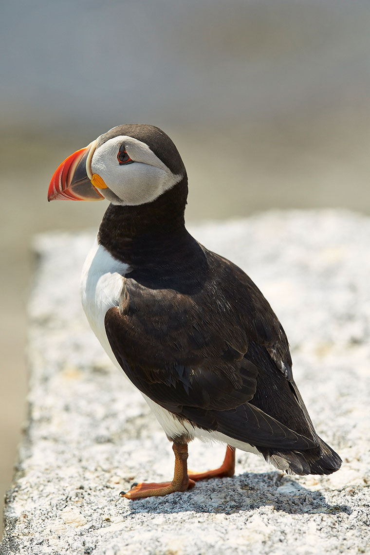 AM_Puffins_1067