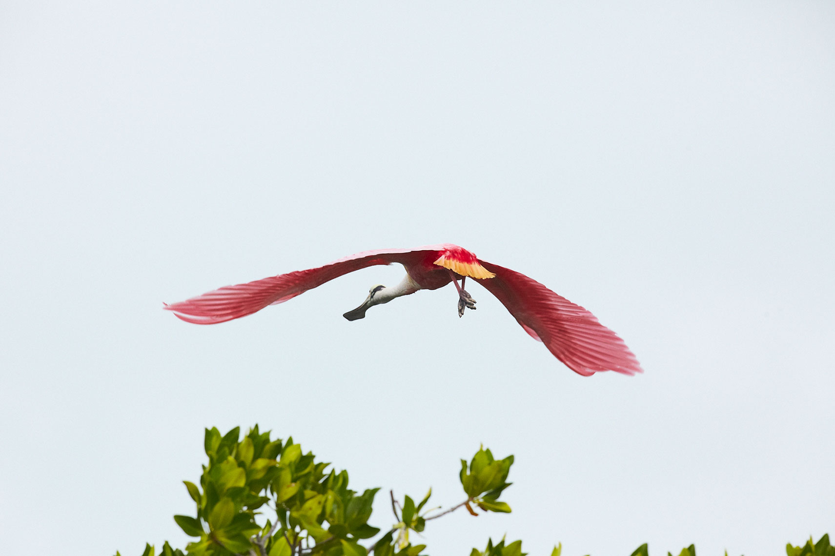 AM_Spoonbill_1306